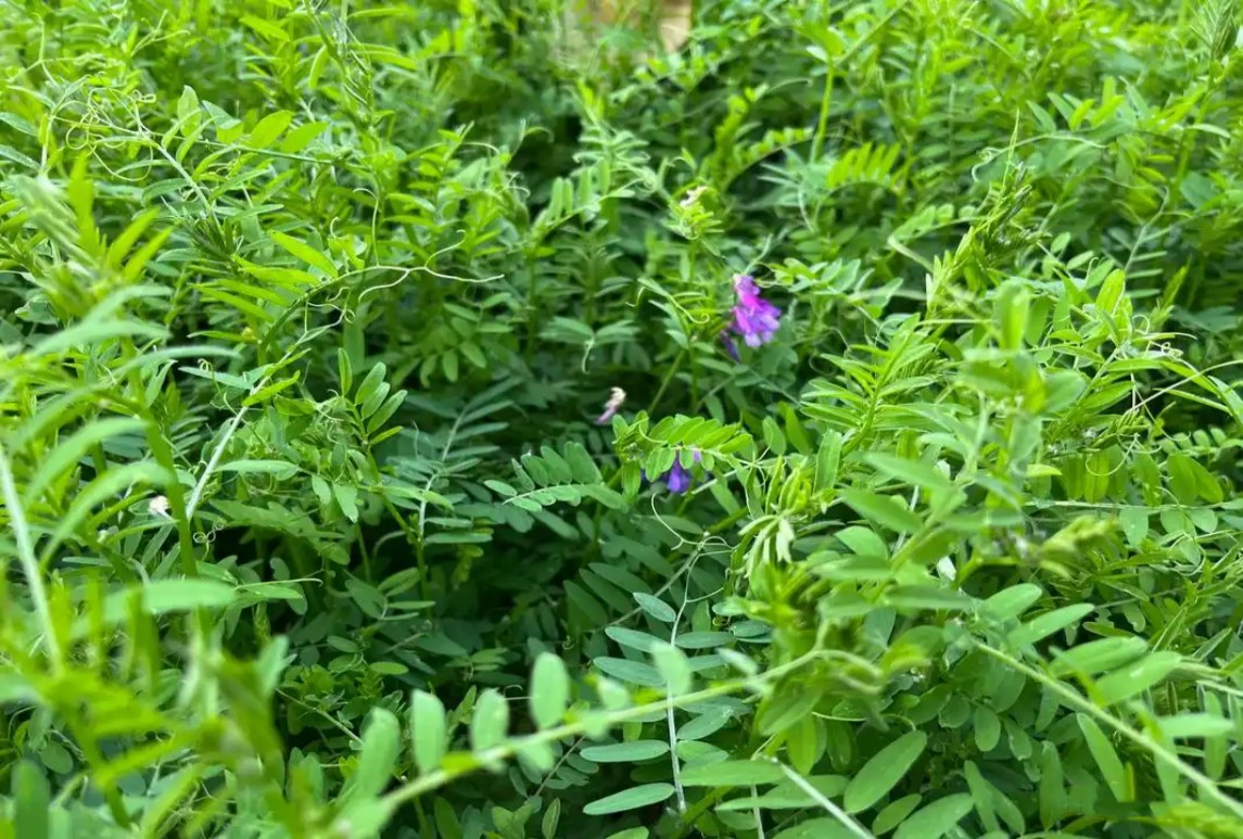 果園生草綠肥，毛苕子如何播種簡(jiǎn)單又好種？