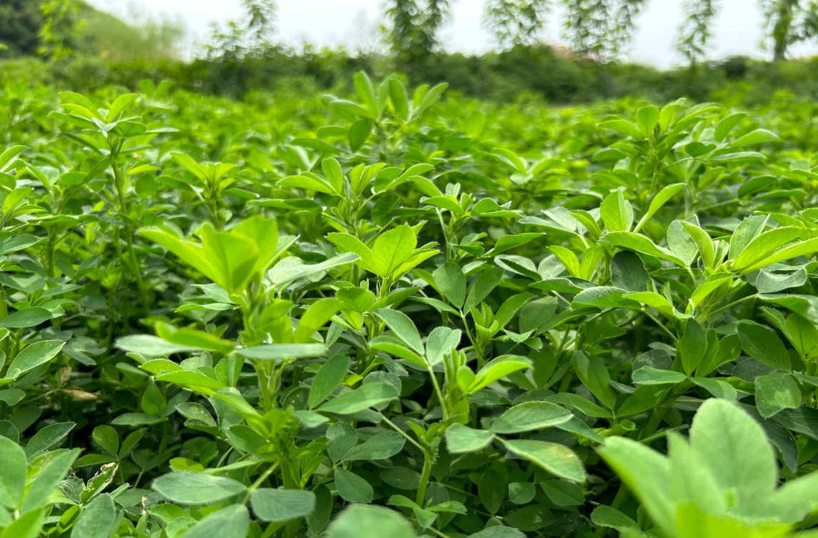 轉(zhuǎn)：綠肥科普|典型野豌豆屬綠肥作物性狀、起源與利用