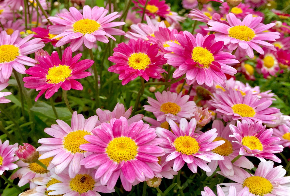 常見(jiàn)園林花卉植物開(kāi)花月份對(duì)照一覽表
